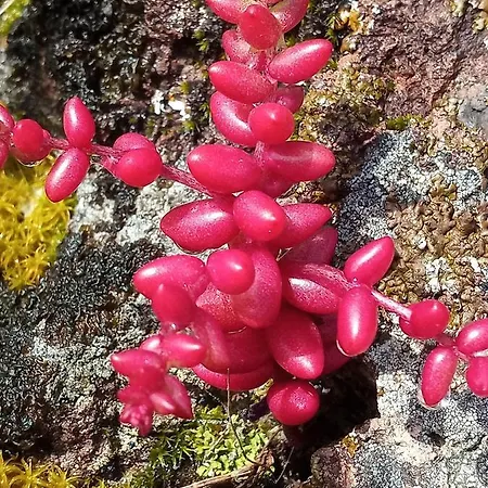 Arcamyrtus-3
